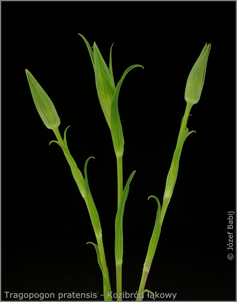 Tragopogon pratensis flower buds   - Kozibród łąkowy  pąki kwiatowe  